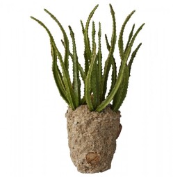 Kaktus roślina