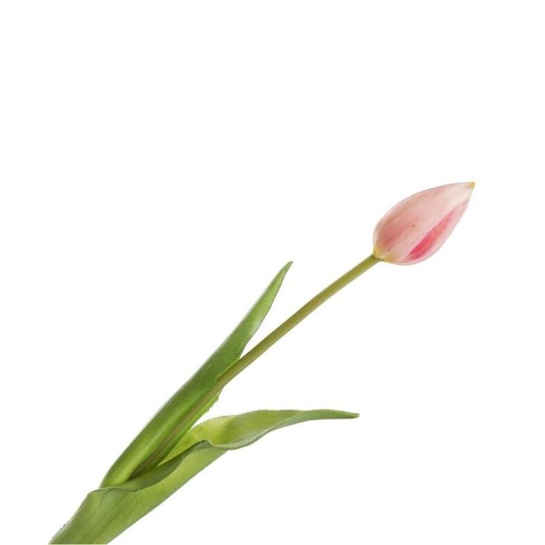 Tulipan gumowy różówy 